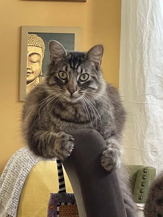 Nob Hill Cat Clinic Picture 1