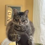 Nob Hill Cat Clinic