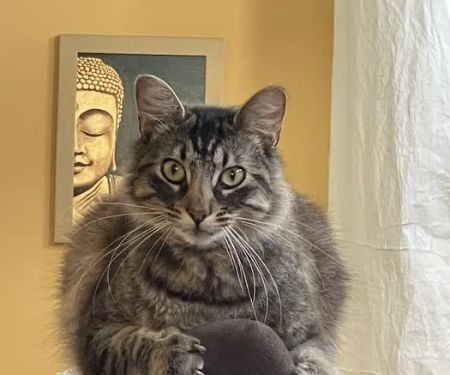 Nob Hill Cat Clinic