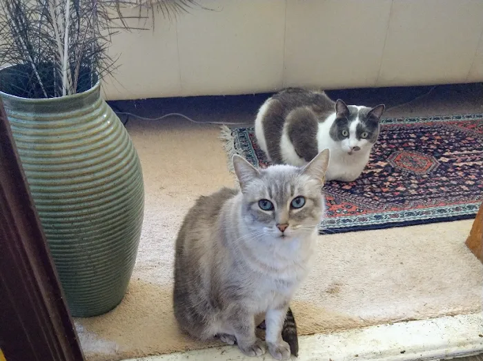 Nob Hill Cat Clinic Picture 3
