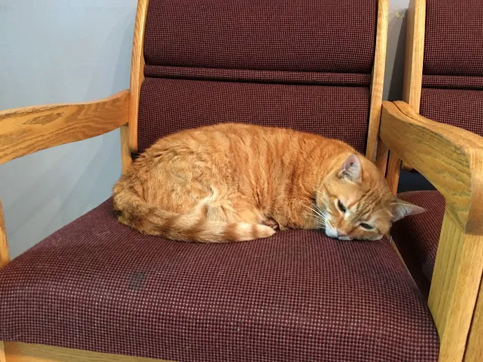 Nob Hill Cat Clinic Picture 5