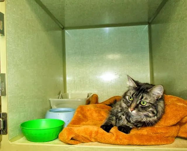 Nob Hill Cat Clinic Picture 4