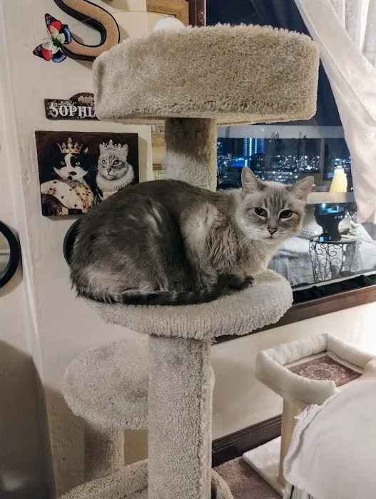 Nob Hill Cat Clinic Picture 6