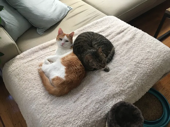 Nob Hill Cat Clinic Picture 7