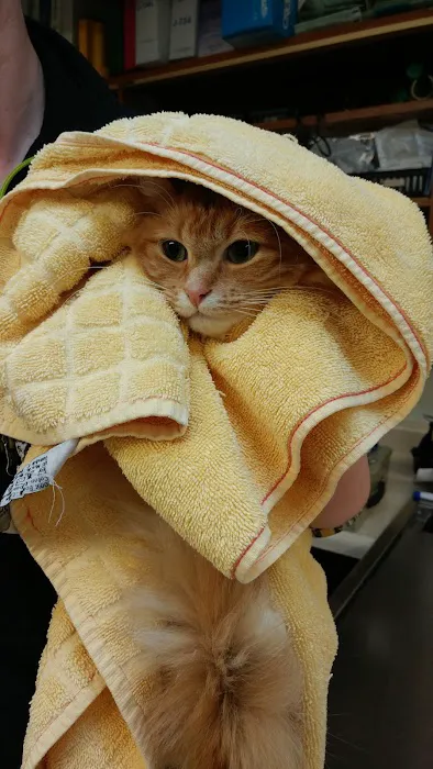 Nob Hill Cat Clinic Picture 10