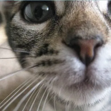 Nob Hill Cat Clinic Picture 9