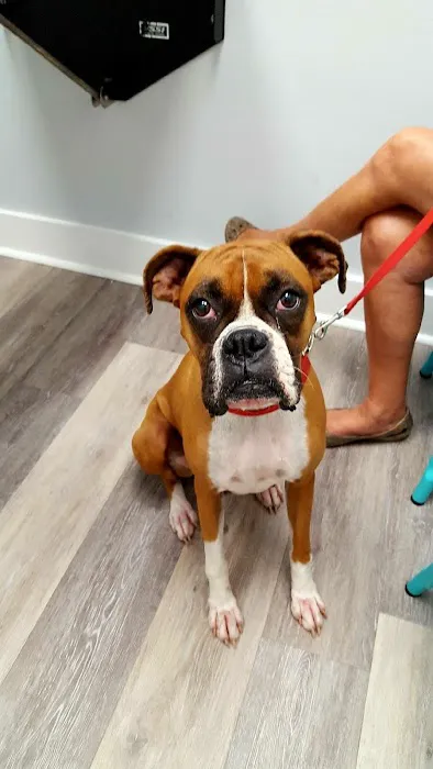 Avenue Animal Wellness + Emergency Picture 2