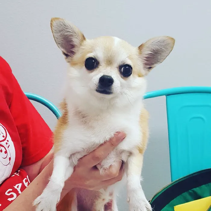 Avenue Animal Wellness + Emergency Picture 3