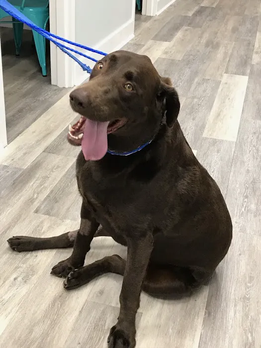 Avenue Animal Wellness + Emergency Picture 5