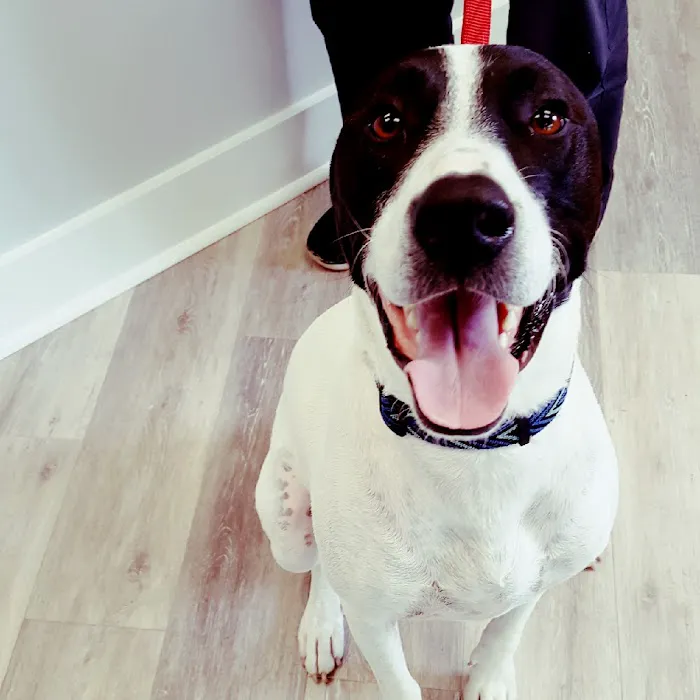 Avenue Animal Wellness + Emergency Picture 6