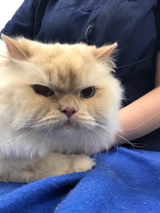 Avenue Animal Wellness + Emergency Picture 8