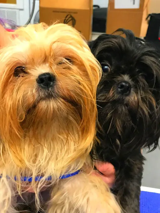 Avenue Animal Wellness + Emergency Picture 9