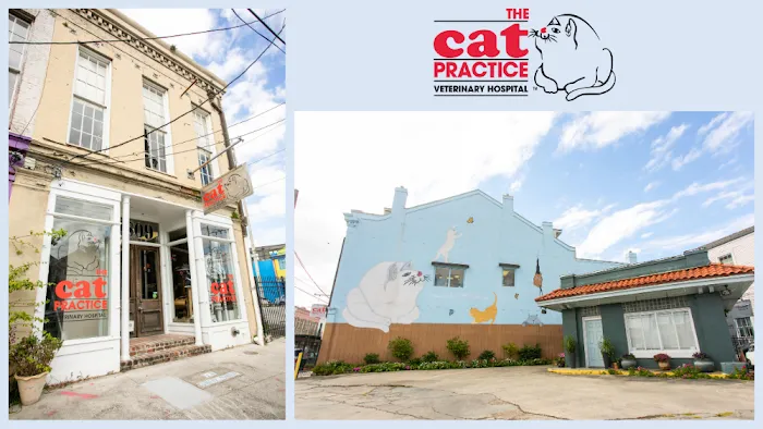 The Cat Practice Picture 3