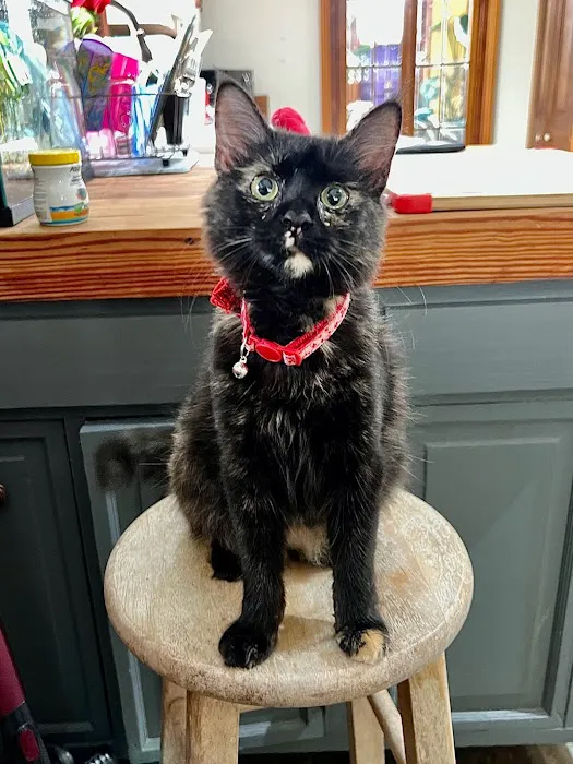 The Cat Practice Picture 10