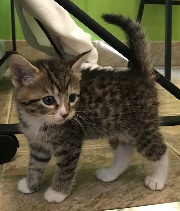 Southern Animal Foundation Picture 5