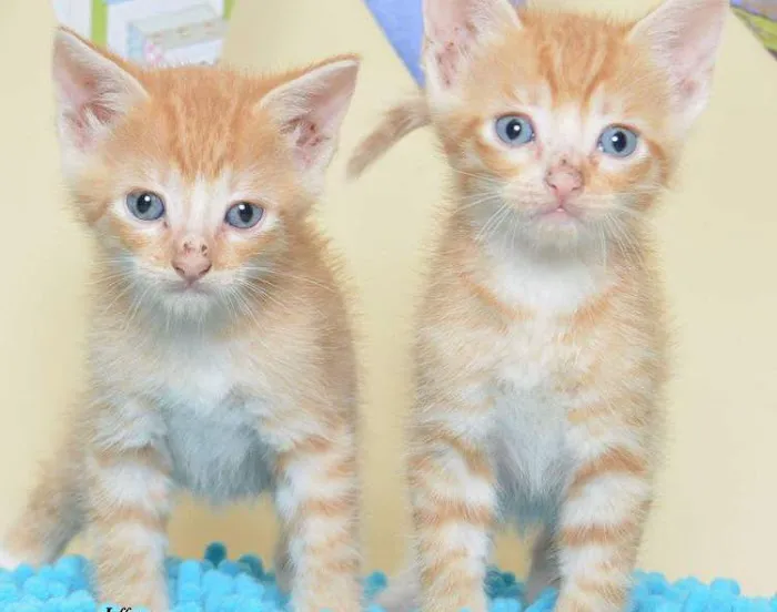 Southern Animal Foundation Picture 6