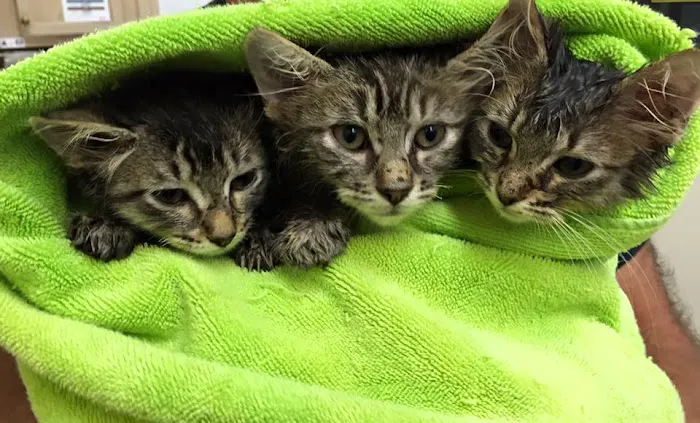Southern Animal Foundation Picture 8