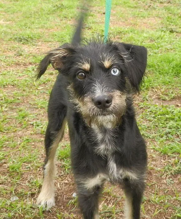 Southern Animal Foundation Picture 9