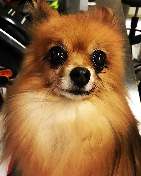 Southern Animal Foundation Picture 10