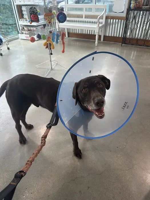 Metairie Small Animal Hospital - Marigny Clinic Picture 1
