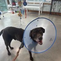 Metairie Small Animal Hospital - Marigny Clinic ico