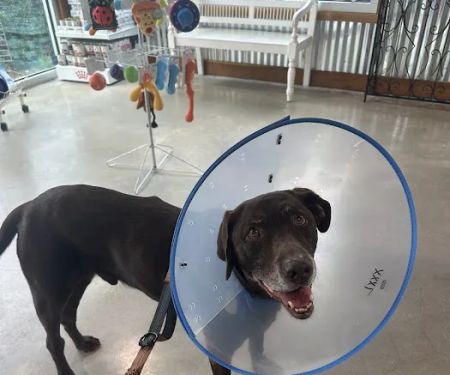 Metairie Small Animal Hospital - Marigny Clinic