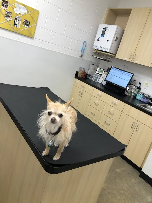 Metairie Small Animal Hospital - Marigny Clinic Picture 7