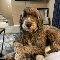All Star Animal Clinic ico