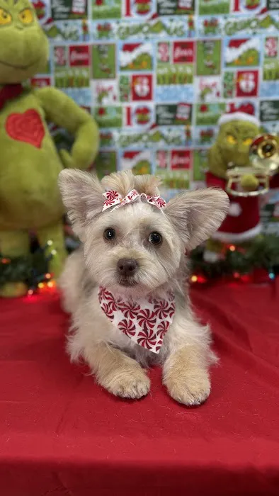 All Star Animal Clinic Picture 7
