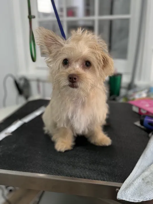 All Star Animal Clinic Picture 5