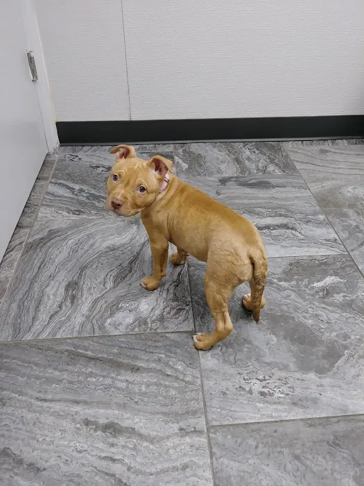 Low Cost Animal Medical Center Picture 10