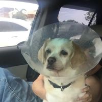 Eye Center For Animals Inc ico