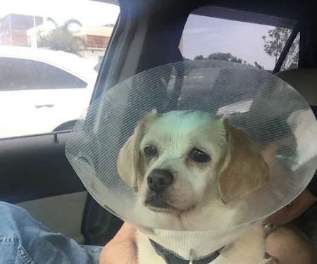 Eye Center For Animals Inc