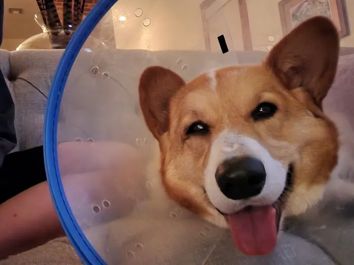 Eye Center For Animals Inc Picture 4