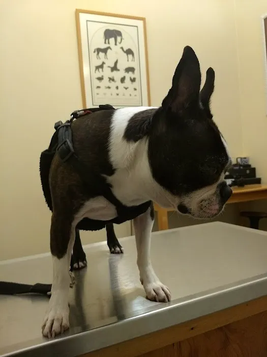 Eye Center For Animals Inc Picture 7