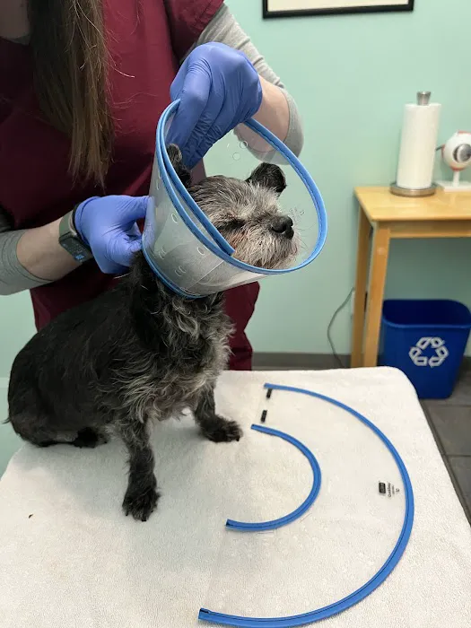 Eye Center For Animals Inc Picture 8