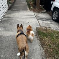 MidCity Veterinary Hospital ico