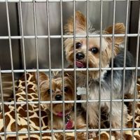 Gretna Veterinary Hospital ico