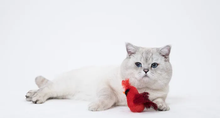 LorettaBritish Cattery Picture 2
