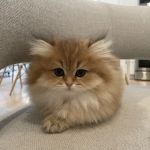 LorettaBritish Cattery