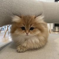 LorettaBritish Cattery ico