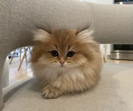 LorettaBritish Cattery