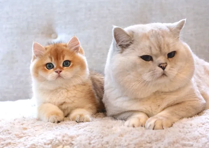 LorettaBritish Cattery Picture 3