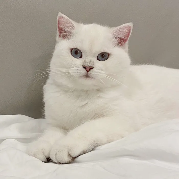 LorettaBritish Cattery Picture 4