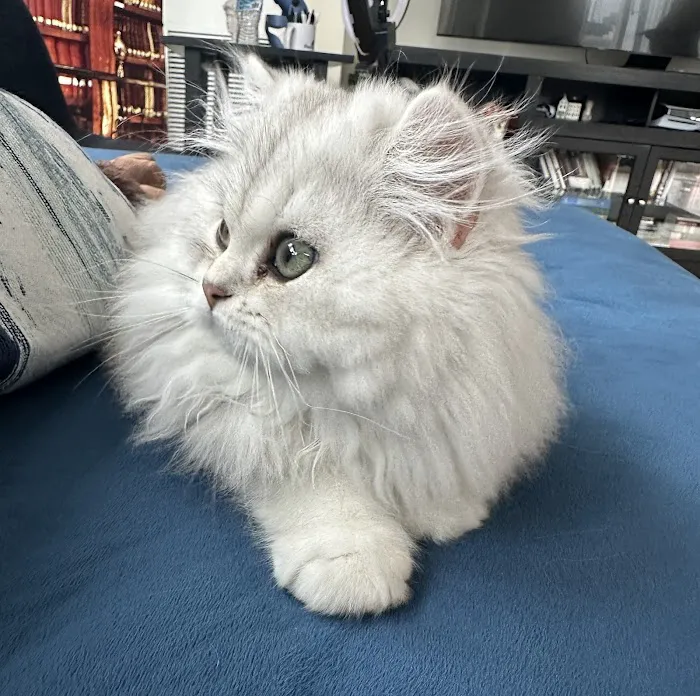 LorettaBritish Cattery Picture 8