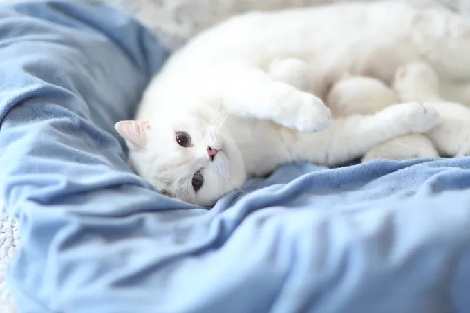 LorettaBritish Cattery Picture 10