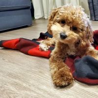 Burnham Park Animal Hospital ico