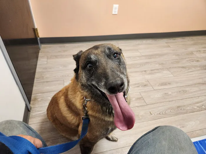 Burnham Park Animal Hospital Picture 4
