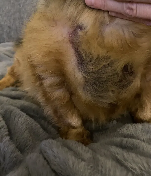 Burnham Park Animal Hospital Picture 8