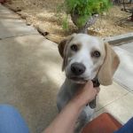 East Side Veterinary Clinic